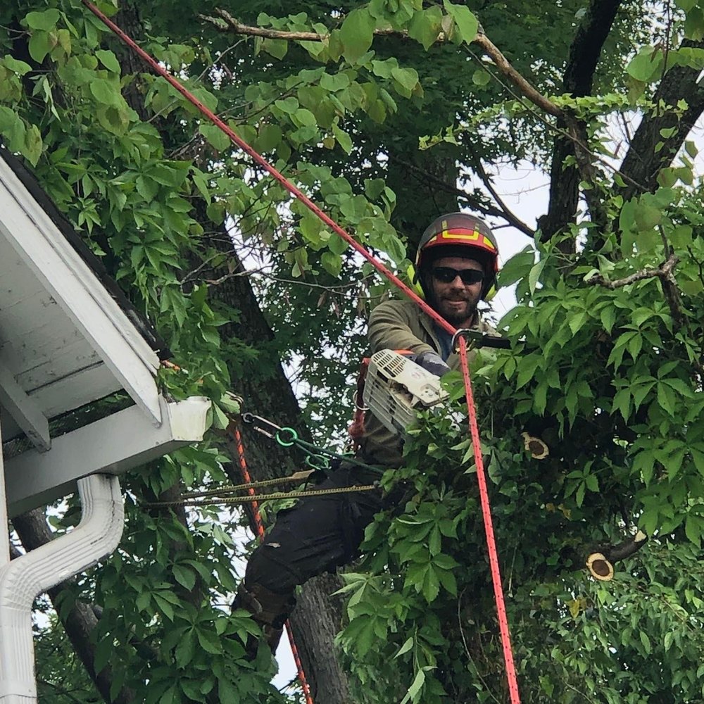 TREE GENIUS Franklin, Indiana Tree Services Phone Number Yelp