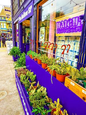 The Mellow Haight by null