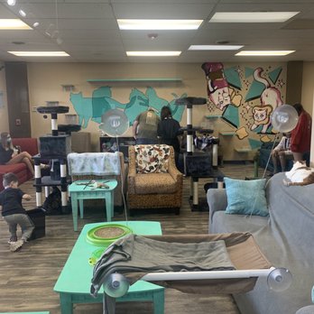 Mochas And Meows - The cat room - Pet Adoption Near Me - Branson, Missouri