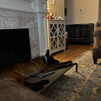 K-9 Nation - Belgian Malinois mix 18 month old 75 lb puppy - Pet Training Near Me K-9 Nation - Belgian Malinois mix 18 month old 75 lb puppy - Pet Training Near Me