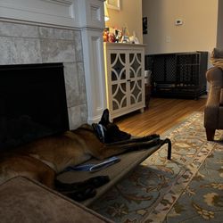 K-9 Nation - Belgian Malinois mix 18 month old 75 lb puppy