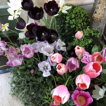 Filoli - Black Tulips in the mix. - Botanical Gardens Near Me - Woodside, California Filoli - Black Tulips in the mix. - Botanical Gardens Near Me - Woodside, California