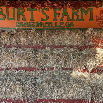 Burt's Farm - Photo opportunities - Pumpkin Patches Near Me - Dawsonville, Georgia Burt's Farm - Photo opportunities - Pumpkin Patches Near Me - Dawsonville, Georgia