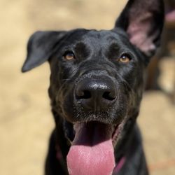Earth Girl Dog Walker - Kira also does great doggy photography!