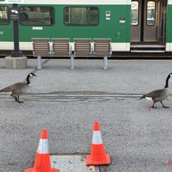 Milton GO Station - Cobra chickens. Watch for their spoor.
