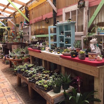 Tom's Thumb by Cornelius Nursery - Nurseries & Gardening Near Me - Galveston, Texas Tom's Thumb by Cornelius Nursery - Nurseries & Gardening Near Me - Galveston, Texas