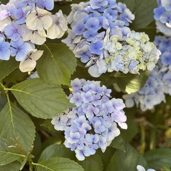 Hughes Water Gardens - Nurseries & Gardening Near Me - Tualatin, Oregon