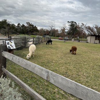Tillie's - Alpacas right outside, there was also option to feed - New American Near Me - Dripping Springs, Texas Tillie's - Alpacas right outside, there was also option to feed - New American Near Me - Dripping Springs, Texas