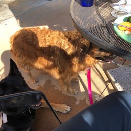 a dog and a plate of food
