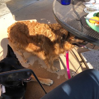 Las Trojas - a dog and a plate of food - Mexican Near Me - Jefferson City, Missouri