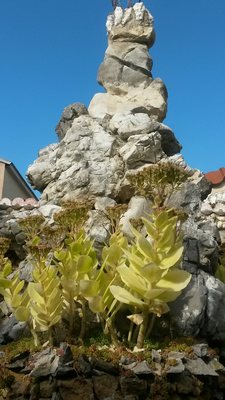 Jardin Rosa Mir by null