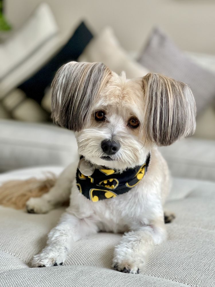 Pet Grooming La Mirada Ca at Lauren Rand blog