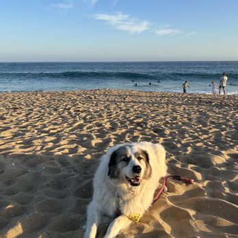 Beach Paws Pet Salon - Pet Groomers Near Me - Newport Beach , California