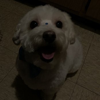 Disco Paws - Pet Groomers Near Me - Astoria, New York