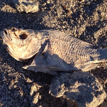 Salton Sea State Recreation Area - Even in death, he's smiling... - Landmarks & Historical Buildings Near Me - Mecca, California Salton Sea State Recreation Area - Even in death, he's smiling... - Landmarks & Historical Buildings Near Me - Mecca, California