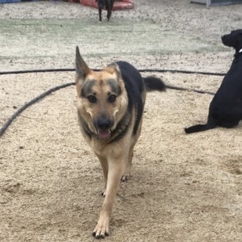 Pet Camp - Happy Dog! - Pet Training Near Me - San Francisco, California