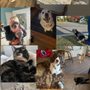 Cindi’s Animal Services