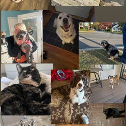 Cindi’s Animal Services
