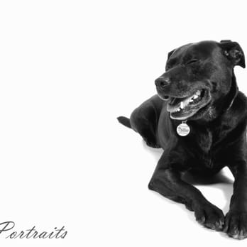 Didco Photography - Pet Portraits - Session Photography Near Me - Nazareth, Pennsylvania Didco Photography - Pet Portraits - Session Photography Near Me - Nazareth, Pennsylvania