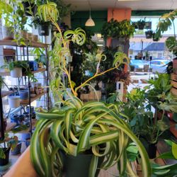 Hickory Lane Plants