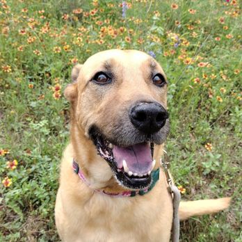Pets First Veterinary Center - Lambo is a Pets First Pup - Veterinarians Near Me - San Antonio, Texas Pets First Veterinary Center - Lambo is a Pets First Pup - Veterinarians Near Me - San Antonio, Texas