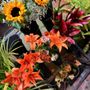 Photo of Bea Flowers
