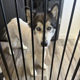 YOU'RE NOT SUPPOSE TO SHAVE HUSKIES! YOU'RE NOT SUPPOSE TO SHAVE HUSKIES!