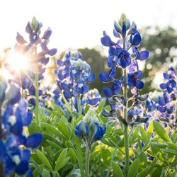 PMI Bluebonnet Realty