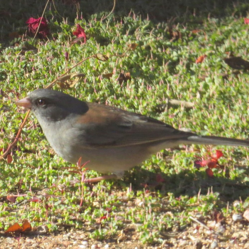 Wild Bird Store - Dark-eyed junco foraging for Finch Mix - Bird Shops Near Me - Tucson, Arizona Wild Bird Store - Dark-eyed junco foraging for Finch Mix - Bird Shops Near Me - Tucson, Arizona