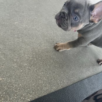 Puppy Sphere - Yoga Near Me - Miami, Florida Puppy Sphere - Yoga Near Me - Miami, Florida