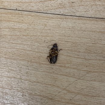 Kohl's - Same dead roach in women's fitting room - Department Stores Near Me - MASSAPEQUA PARK, New York Kohl's - Same dead roach in women's fitting room - Department Stores Near Me - MASSAPEQUA PARK, New York