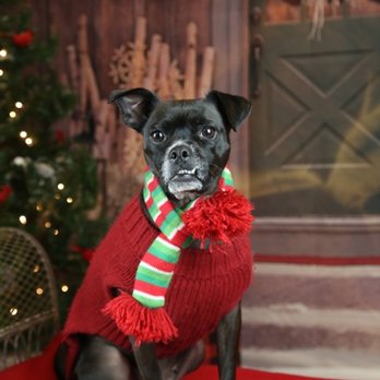 Upland Animal Shelter - Christmas 2015 - Animal Shelters Near Me - Upland, California