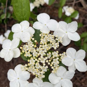 Botanica  - Nurseries & Gardening Near Me - Sebastopol, California