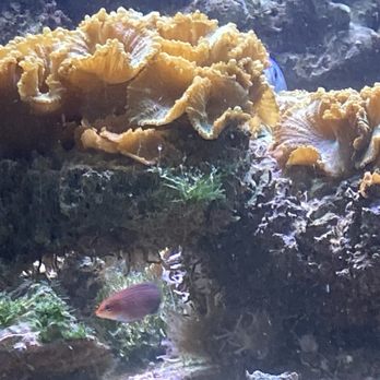 Old Town Aquarium - My new Six-Line Wrasse (Suzy) in her new home. - Local Fish Stores Near Me - Chicago, Illinois