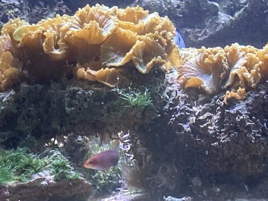 Old Town Aquarium by null