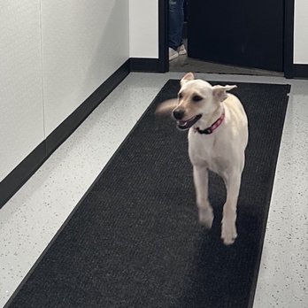 Pup City - Pet Boarding Near Me - Ypsilanti, Michigan Pup City - Pet Boarding Near Me - Ypsilanti, Michigan