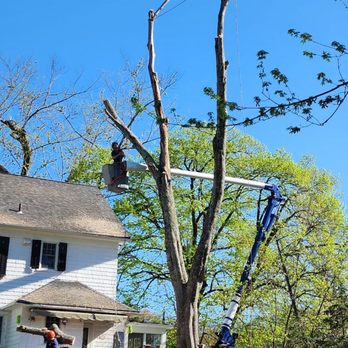 Galvez Tree Service - Making progress - Tree Services Near Me - Holmes, New York Galvez Tree Service - Making progress - Tree Services Near Me - Holmes, New York