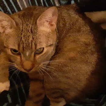 Second Chance Shelter for Cats - Alvin, stolen 5/2023 - Animal Shelters Near Me Second Chance Shelter for Cats - Alvin, stolen 5/2023 - Animal Shelters Near Me