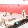 Photo of Sit Means Sit