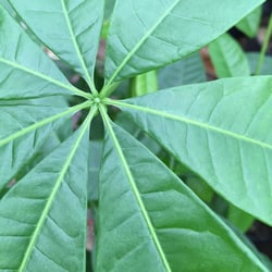 Plant Ranch - 6" Money Tree