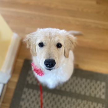 Professional Paws Academy - Pet Training Near Me Professional Paws Academy - Pet Training Near Me