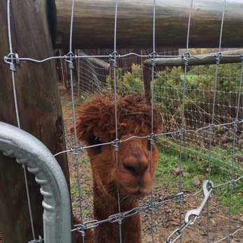Buck Brook Alpacas - Brown Alpaca - Attraction Farms Near Me - Roscoe, New York Buck Brook Alpacas - Brown Alpaca - Attraction Farms Near Me - Roscoe, New York