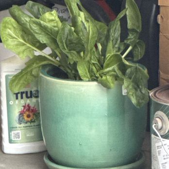 Green Gardens Nursery - Organic plant food, new spinach plant + pot - Nurseries & Gardening Near Me - San Diego, California Green Gardens Nursery - Organic plant food, new spinach plant + pot - Nurseries & Gardening Near Me - San Diego, California