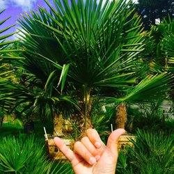 Palms Northwest - My new Palm Tree