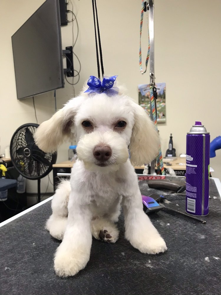 DRUMHILL’S LAKELAND PET GROOMING & DAY CARE 106 Photos & 14 Reviews