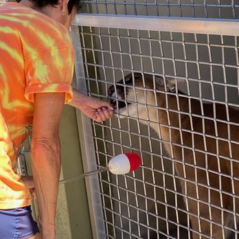 Busch Wildlife Sanctuary - Using target training & rewards for painting with cougar Tahamahlah - Zoos Near Me - Jupiter, Florida