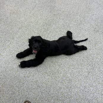 Pet Food Express - Moose during a puppy social - Pet Stores Near Me - Campbell, California Pet Food Express - Moose during a puppy social - Pet Stores Near Me - Campbell, California