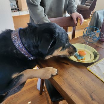 Redondo Dog - Calie blue is loving it - Pet Services Near Me - Carson, California Redondo Dog - Calie blue is loving it - Pet Services Near Me - Carson, California