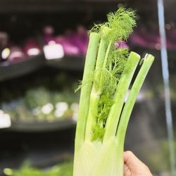 Fennel ~