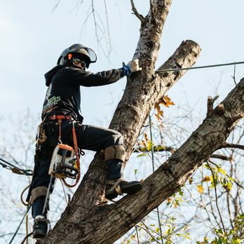 Chippers Tree Service - Joe working on the tree - Tree Services Near Me - Grand Prairie, Texas Chippers Tree Service - Joe working on the tree - Tree Services Near Me - Grand Prairie, Texas